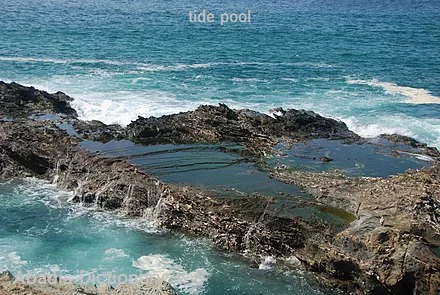 tide pool